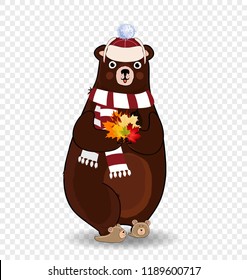 Vector cartoon character illustration of cute bear in white knitted scarf and hat holding colored fallen maple leaves bouquet in paws isolated on transparent background. Autumn design clip art element