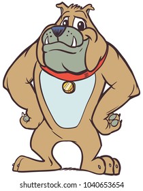 Vector cartoon clip art illustration of a strong but friendly anthropomorphic bulldog mascot with a red collar and his hands on his hips from a front view.