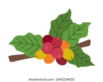 Vector cartoon coffee berries on a branch with leaves. Isolated on white background.