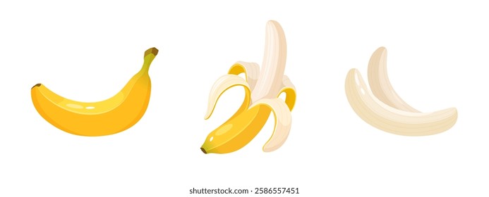 Vector cartoon collection of banana fruit different types isolated on white background. Whole, half peeled banana, fully peeled banana. 