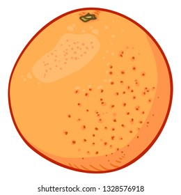 Vector Cartoon Color Grapefruit