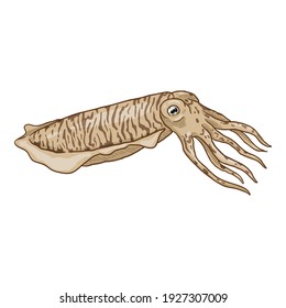 Vector Cartoon Cuttlefish. Cephalopod Illustration