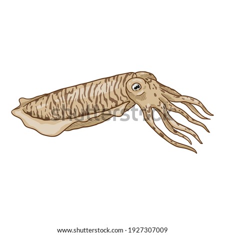 Vector Cartoon Cuttlefish. Cephalopod Illustration