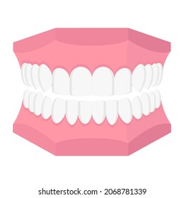 Vector cartoon dental model of human jaw. Dental concept.