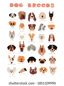 Vector cartoon dog breeds. Cute doodle illustration. Set of different dog faces, front view on white background