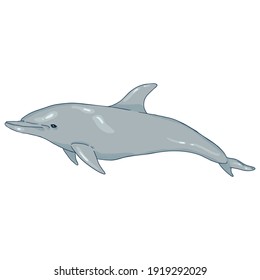 Vector Cartoon Dolphin Illustration on White Background