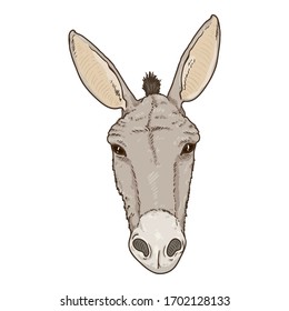 Vector Cartoon Donkey Head. Front View Illustration.