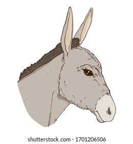 Vector Cartoon Donkey Head. Side View Illustration.