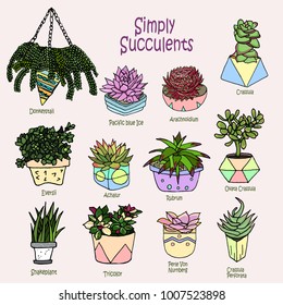 Vector cartoon doodle illustration. Collection succulents. Small garden, house plants. Background, wallpaper, template, backdrop. Set of icons