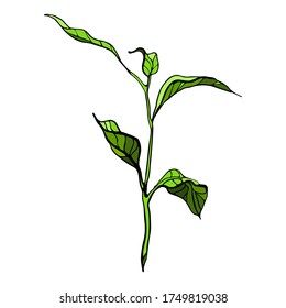 Dibujo vectorial de un tallo verde con hojas, escape de dibujo a mano alzada, aislado en un fondo blanco.