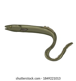 Vector Cartoon Eel Illustration on White Background