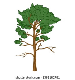 Vector Cartoon Evergreen Pine Tree
