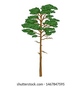 Vector Cartoon Evergreen Pine Tree