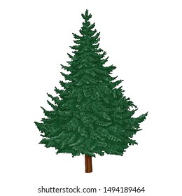 Vector Cartoon Evergreen Pine Tree on White Background