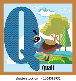 Vector Cartoon Flashcards Of Animal Alphabet, Letter Q. Colorful Cartoon Illustration Of Letter Q And Quail Vector Character. Bright Colors Zoo Wildlife Illustration. Cute Flat Cartoon Style.