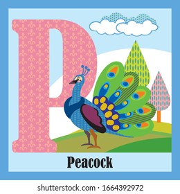 Vector Cartoon Flashcards Of Animal Alphabet, Letter P. Colorful Cartoon Illustration Of Letter P And Peacock Vector Character. Bright Colors Zoo Wildlife Illustration. Cute Flat Cartoon Style.