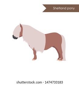 vector cartoon flat illustration of breed of horse shetland pony