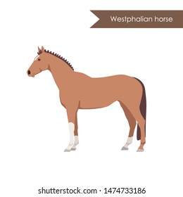 vector cartoon flat illustration of breed of horse westphalian horse