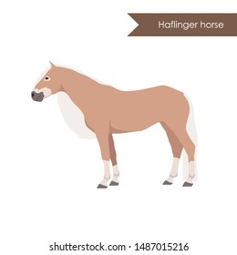 vector cartoon flat illustration of breed of horse haflinger horse