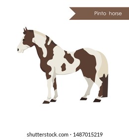 vector cartoon flat illustration of breed of pinto horse