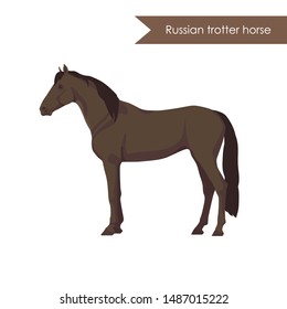 vector cartoon flat illustration of breed of horse russion trotter horse