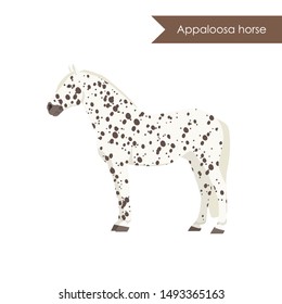 vector cartoon flat illustration of breed of horse appaloosa horse