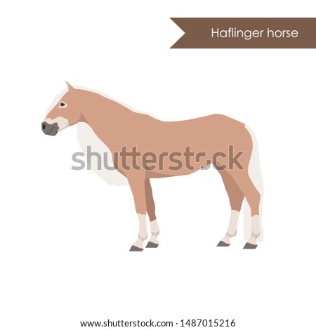 vector cartoon flat illustration of breed of horse haflinger horse