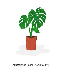 Dibujo vectorial de la planta doméstica Monstera en una olla marrón aislada en fondo blanco. Planta tropical filisteodendron para el diseño interior, impresión, tarjeta, decoración, imagen prediseñada. 