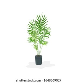 Vector cartoon flat illustration of home plant Areca in modern dark pot isolated on white background. Areca palm tropical house plant for interior design, print, card, decoration, clip art. 