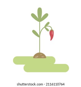 Vector cartoon flat illustration of pepper plant and ripe red pepper. 