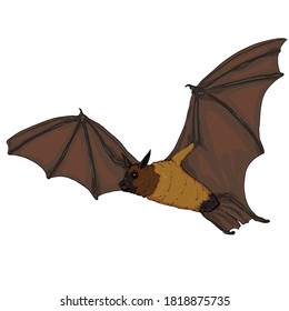 Vector Cartoon Flying Fox. Bat Illustration.