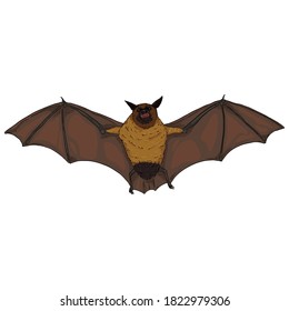Vector Cartoon Flying Fox. Bat Illustration.