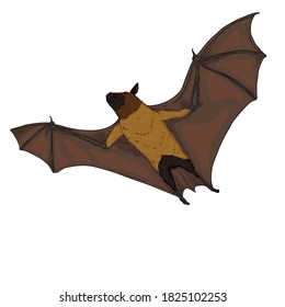 Caricatura vectorial Fox Voladora. Ilustración de murciélago.