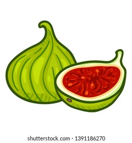 Vector Cartoon Fresh Green Fig Fruit