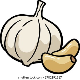 Vector Cartoon Fresh Whole Garlic And Garlic Cloves