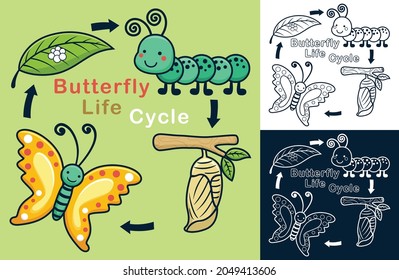 Vector cartoon of funny butterfly life cycle illustration