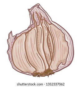 Vector Cartoon Garlic Cloves in Peel