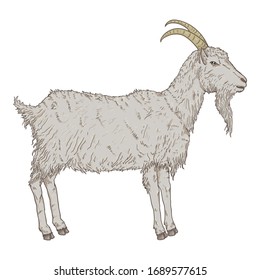 Caricatura vectorial Cabra gris. Ilustración del macho cabrío vista lateral