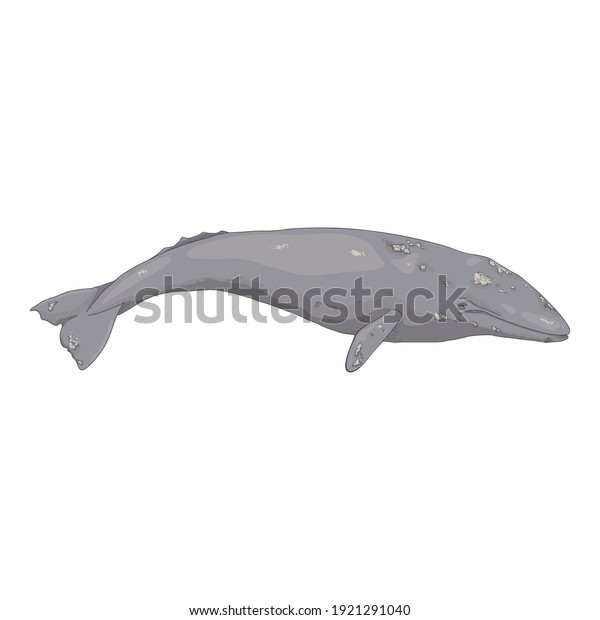 Vector Cartoon\
Gray Whale on White\
Background