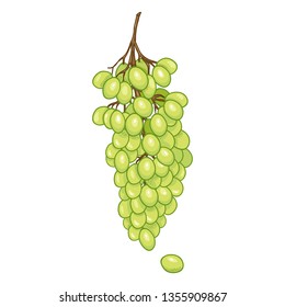 Vector Cartoon Green Grapes Bunch