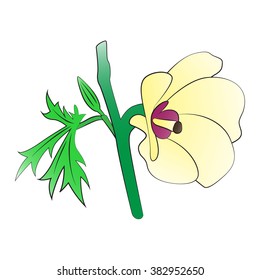 Vector cartoon Green Okra on white background.