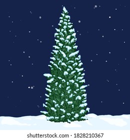 Vector Cartoon Green Pin Tree in Snowy Winter Night. Evergreen Conifer Tree