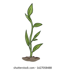Vector Cartoon Green Stem Growing from the Ground