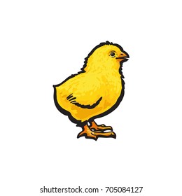 vector cartoon hand drawn sketch yellow color small chick. Isolated illustration on a white background. Farm poultry chicken