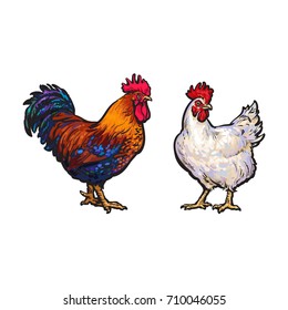 vector cartoon hand drawn sketch brown blue, white colored rooster, cock set. Isolated illustration on a white background. Farm poultry chicken