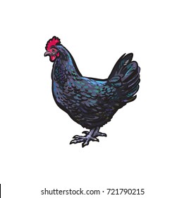 vector cartoon hand drawn sketch dark blue colored chicken. Isolated illustration on a white background. Farm poultry bird