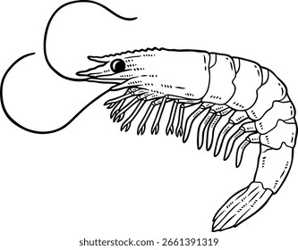Vector de dibujos animados ilustrados a mano línea de gambas