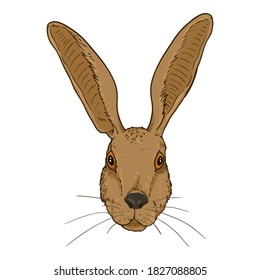 Vector Cartoon Hare Head. Front View.