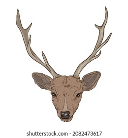 Vector Cartoon Head of Deer. Front View.