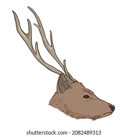 Vector Cartoon Head of Deer. Side View.